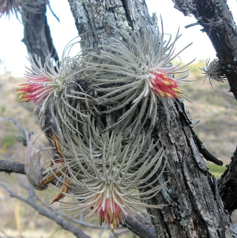 Tillandsia atroviridipetala - 10 seeds — rareplant
